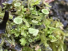 Halotydeus destructor