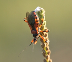 Rhynocoris rubricus