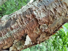Betula utilis albosinensis