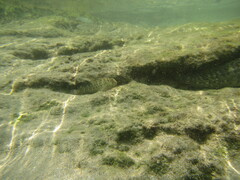 Parablennius sanguinolentus