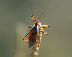 Rhynocoris rubricus