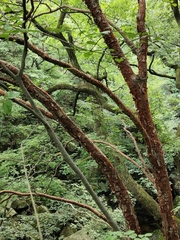 Betula utilis albosinensis