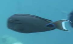 Acanthurus tennentii