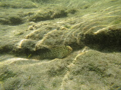 Parablennius sanguinolentus