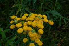 Rhopalomyia tanaceticola