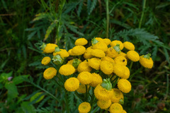 Rhopalomyia tanaceticola