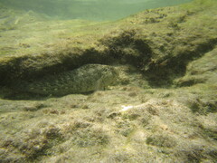 Parablennius sanguinolentus