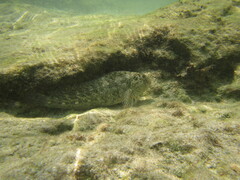 Parablennius sanguinolentus