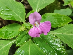 Balsaminaceae