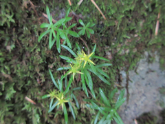 Sedum polytrichoides
