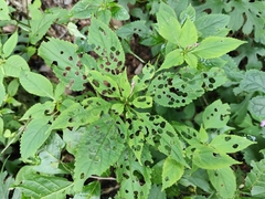 Balsaminaceae