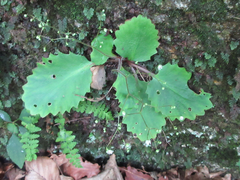 Micranthes oblongifolia