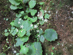 Micranthes oblongifolia