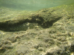 Parablennius sanguinolentus