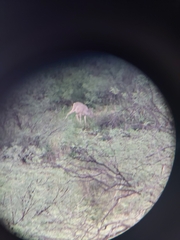 Odocoileus virginianus couesi