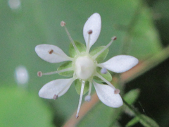 Micranthes oblongifolia