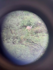 Odocoileus virginianus couesi