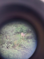 Odocoileus virginianus couesi