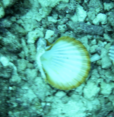 Mimachlamys asperrima