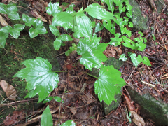 Ainsliaea acerifolia