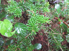 Abies koreana