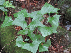 Parasenecio