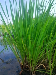Zizania latifolia