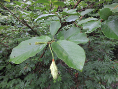 Magnolia sieboldii