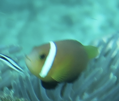 Amphiprion nigripes