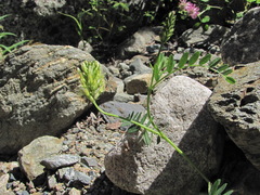 Astragalus cicer