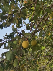 Prunus ursina