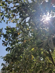 Prunus ursina