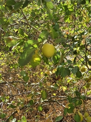 Prunus ursina