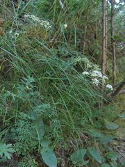 Lomatocarum alpinum