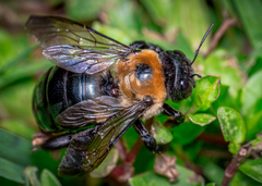 Xylocopa virginica
