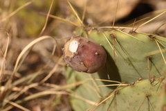 Opuntia chisosensis