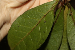 Vitex lignum-vitae