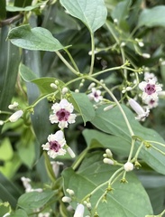 Paederia foetida