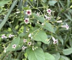 Paederia foetida