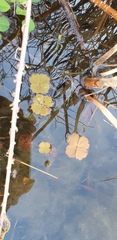 Marsilea crenata
