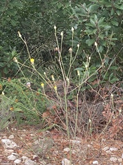 Crepis palaestina