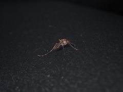 Aedes camptorhynchus