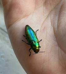 Eurythyrea aurata