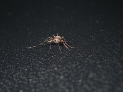 Aedes camptorhynchus