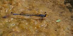 Pseudagrion citricola