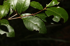 Backhousia leptopetala