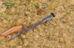 Pseudagrion citricola