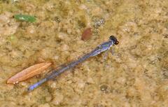 Pseudagrion citricola