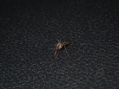 Aedes camptorhynchus