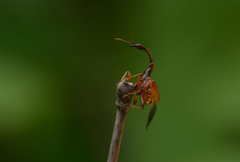 Trachelophorini